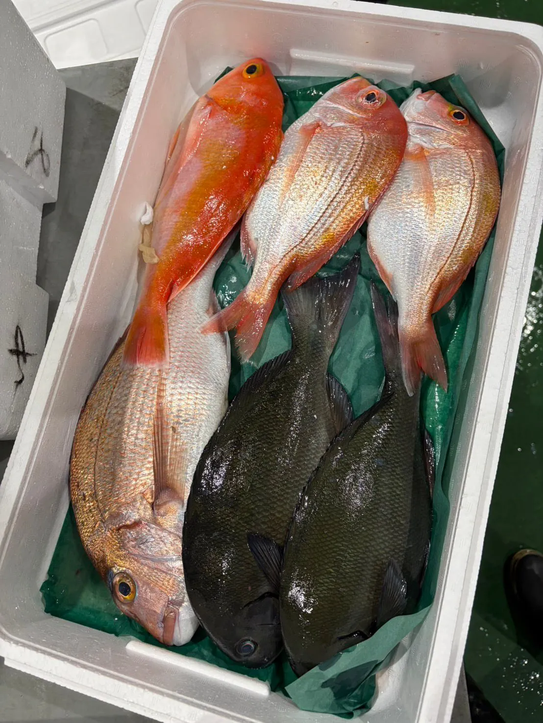 鮮魚box